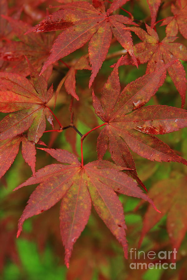 Japanese Maple After the Rain  Photograph by Reid Callaway