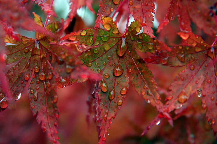 Fall Photograph - Japanese Maple After The Rain by Steve Raley