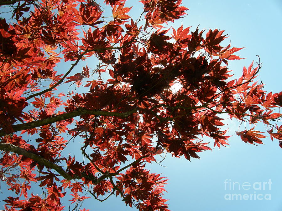 Japanese Maple Against Blue Sky Photograph