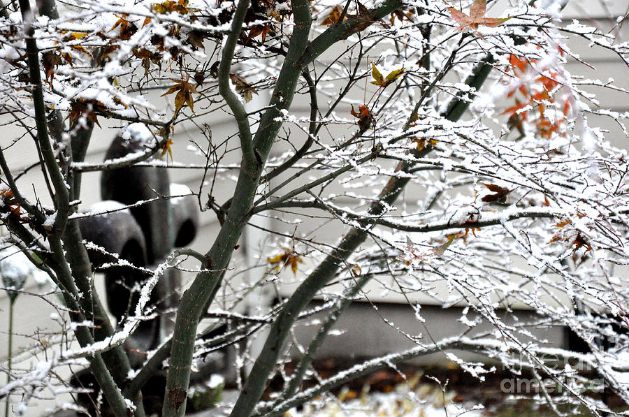 Japanese Maple and  Fleur-de-lys Under the First Snow Photograph by Tatyana Searcy