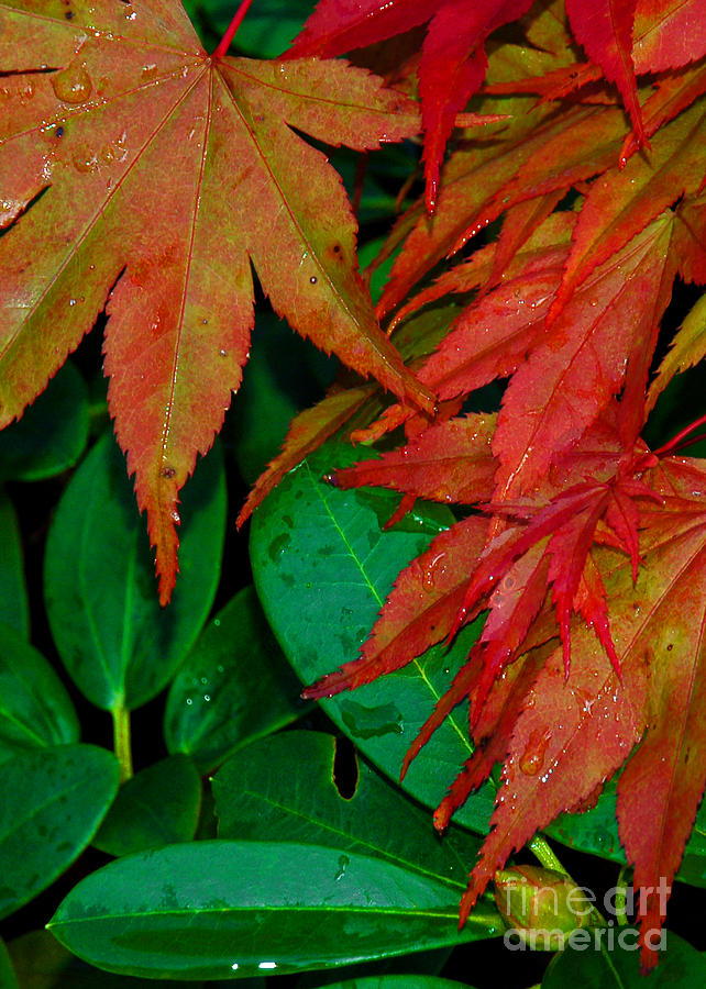 Japanese Maple and Rhoddie Photograph by Chuck Flewelling