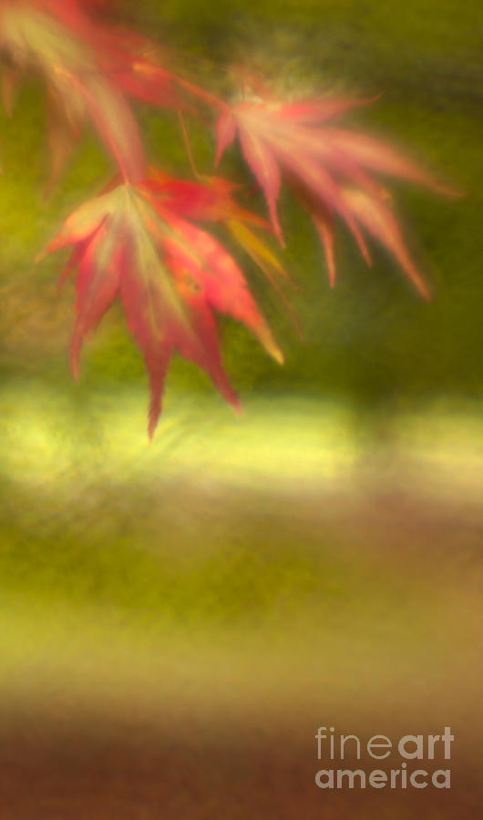 Forest Photograph - Japanese Maple by Angel Ciesniarska