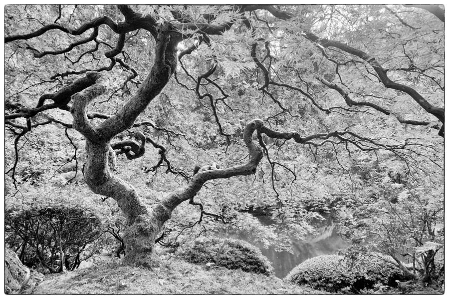 Japanese Maple Black and White Photograph by Mark Kiver