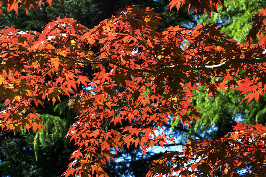 Japanese Maple canopy Photograph by Chris Day