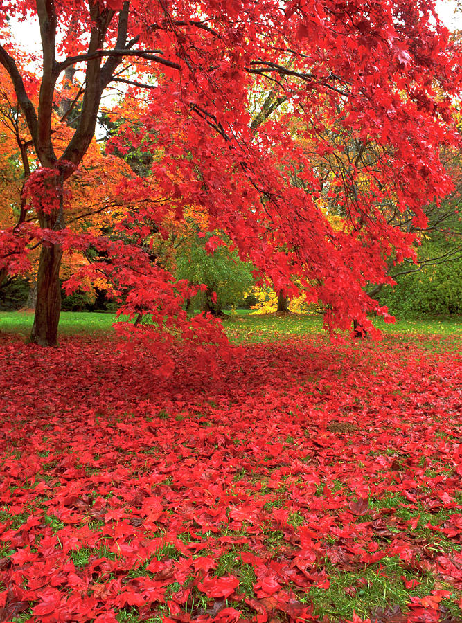 Japanese Maple Photograph by Chris B Stock/science Photo Library