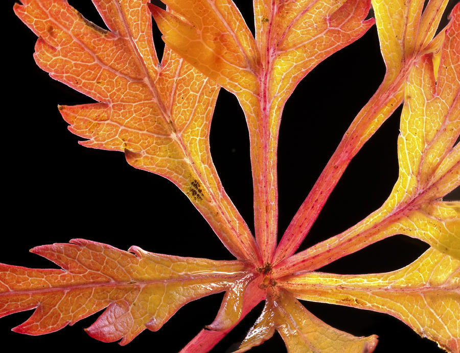 Japanese Maple close up Photograph by Jean Noren