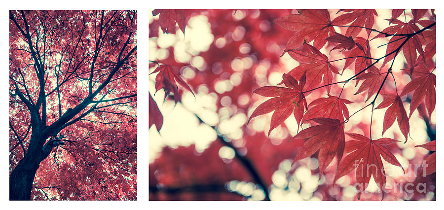 Japanese Maple Collage Photograph by Hannes Cmarits