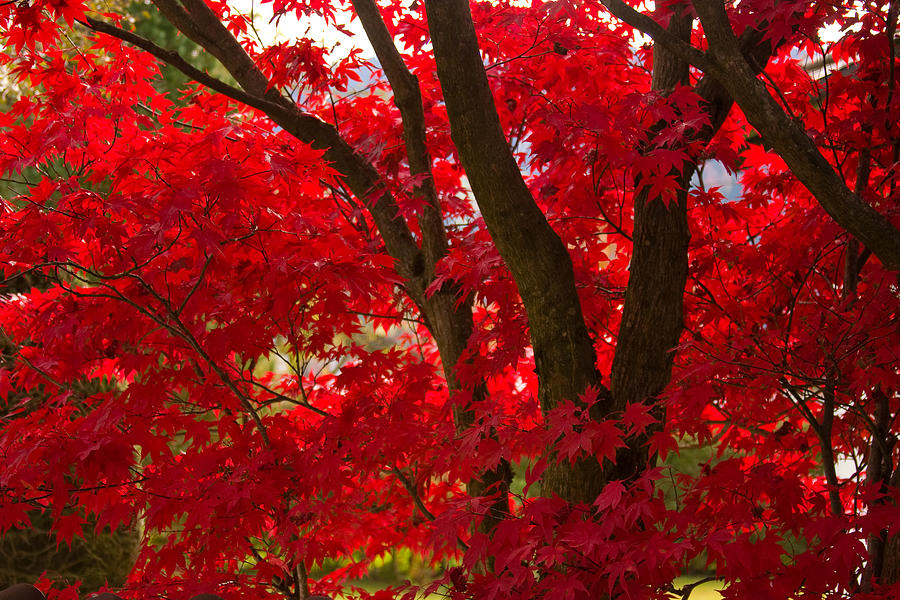 Japanese Maple Photograph by Corinna Stoeffl - Fine Art America