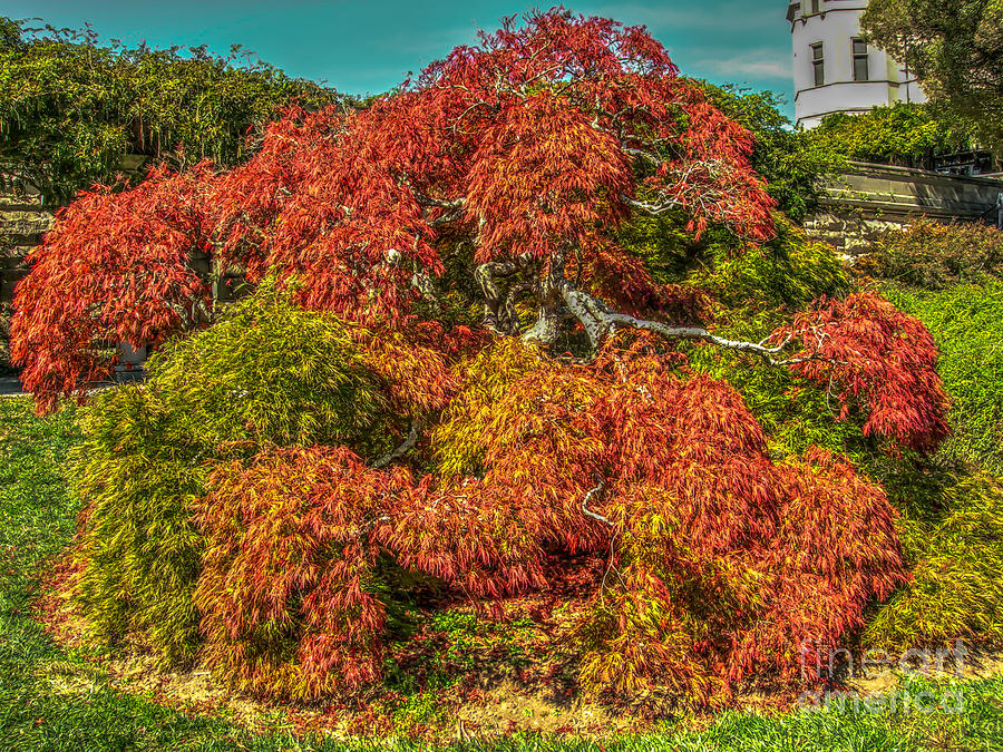 Japanese Maple Photograph by Dale Powell