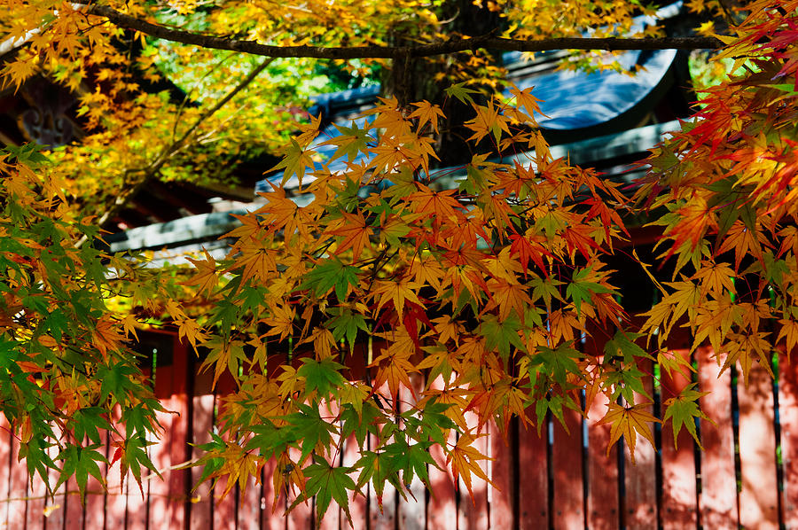 Japanese Maple - Fall color-1 Photograph by Hisao Mogi - Fine Art America