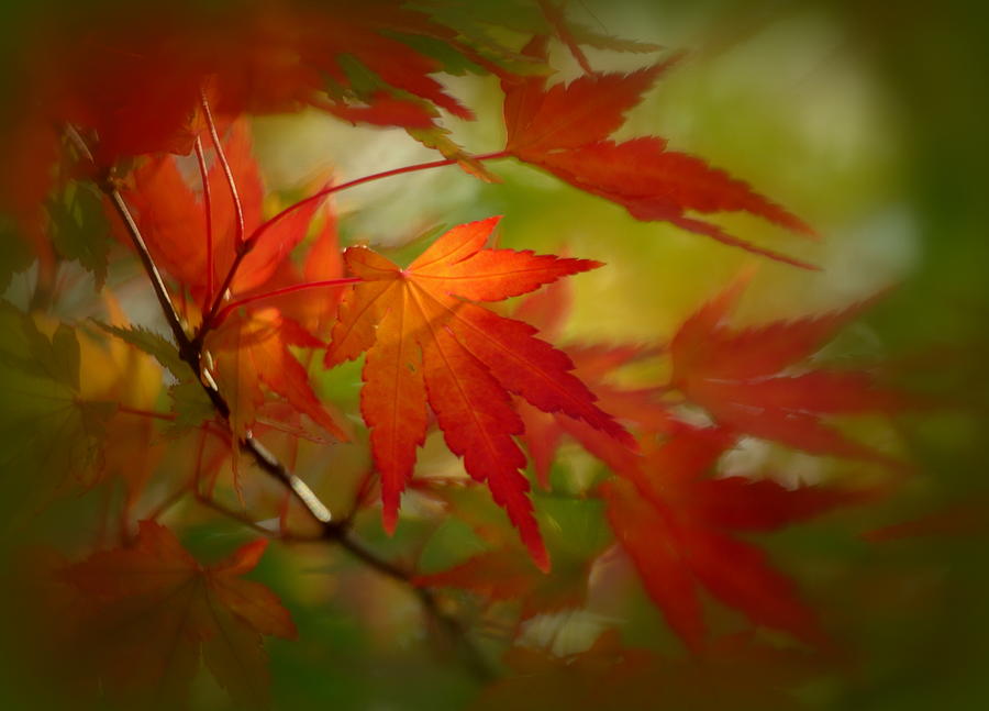 Japanese Maple Fall Colors Photograph by Nathan Abbott