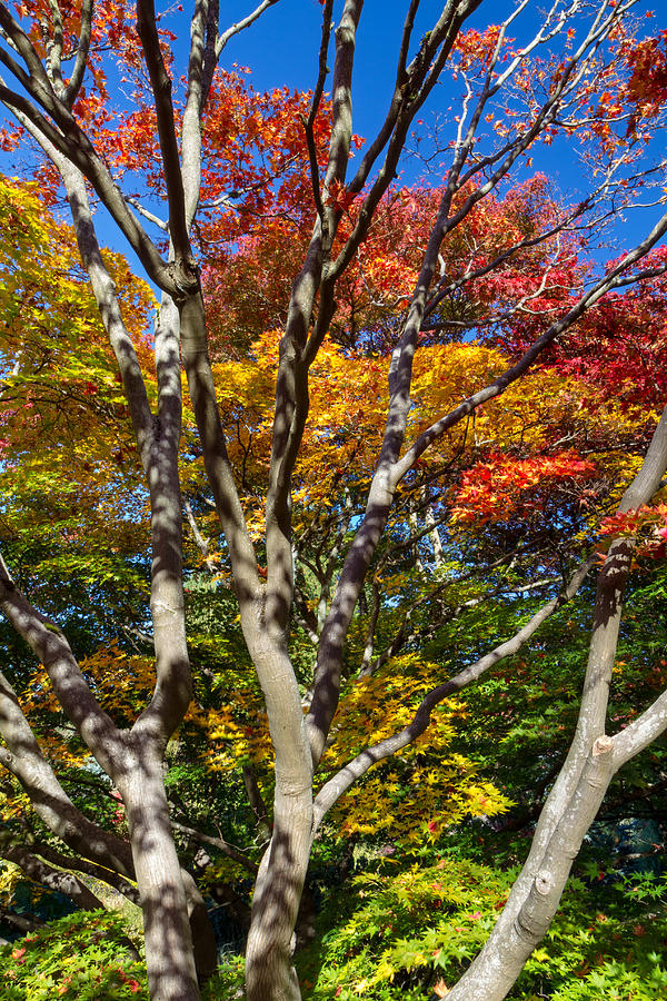 Japanese Maple Foliage at Queen Elizabeth Park Photograph by Michael Russell