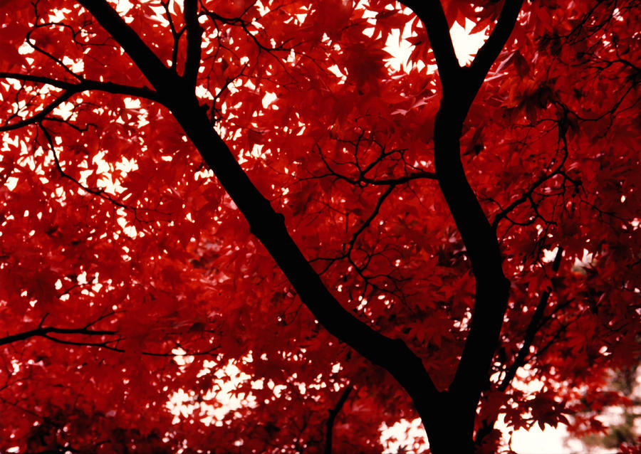 Japanese Maple Photograph by Glenn Aker - Pixels