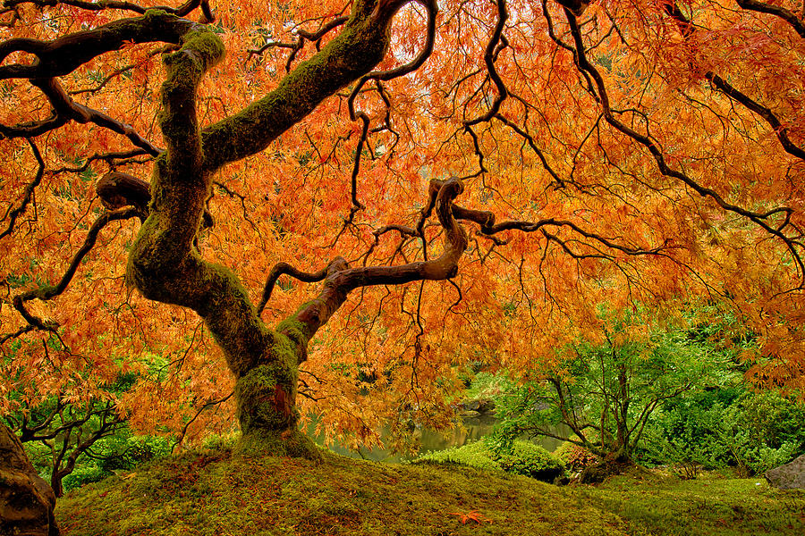 Japanese Maple Photograph By Gordon Banks - Fine Art America