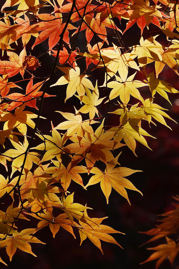 Japanese Maple In Autumn Colors Kyoto Photograph by Hiroya Minakuchi
