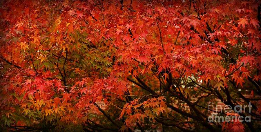 Japanese Maple in Autumn Photograph by Miriam Danar