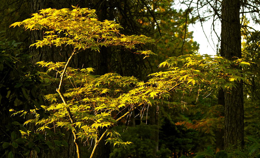 Japanese Maple in Evening Light Photograph by Michele Myers
