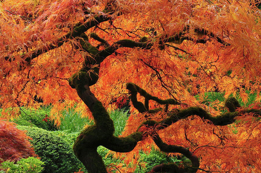 Japanese Maple In Full Fall Color Photograph by Michel Hersen - Fine ...