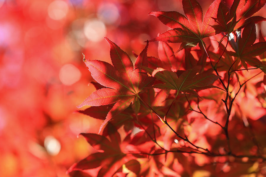 Japanese Maple in Red Photograph by Rachel Cohen