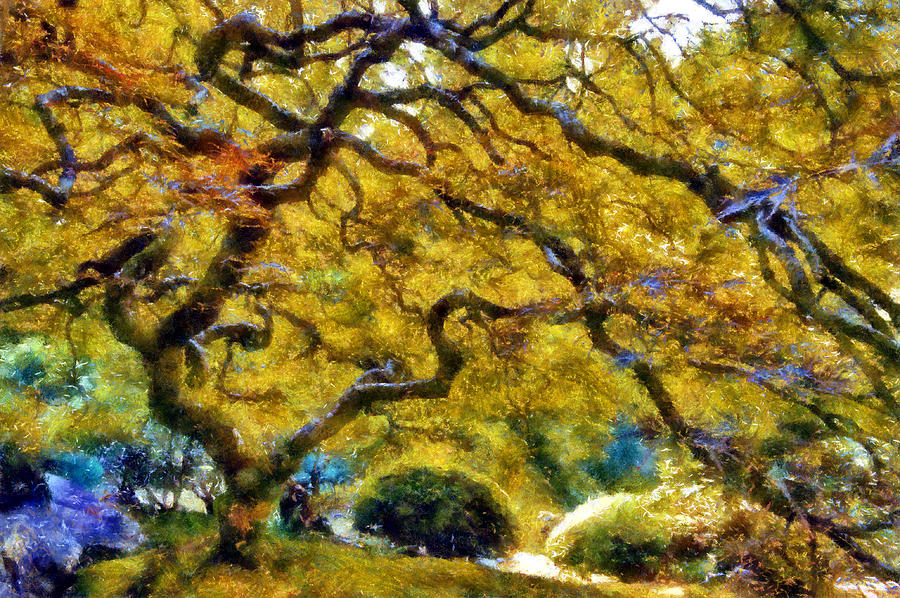 Japanese Maple in Washington Park Digital Art by Kaylee Mason