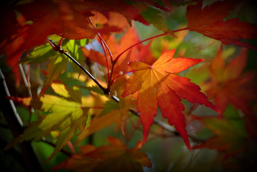 Japanese Maple Leaf  in Fall Photograph by Nathan Abbott