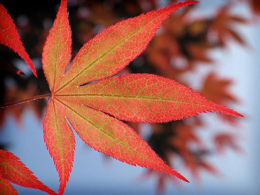 Japanese Maple Leaf Photograph By Michelle Sixta 0374