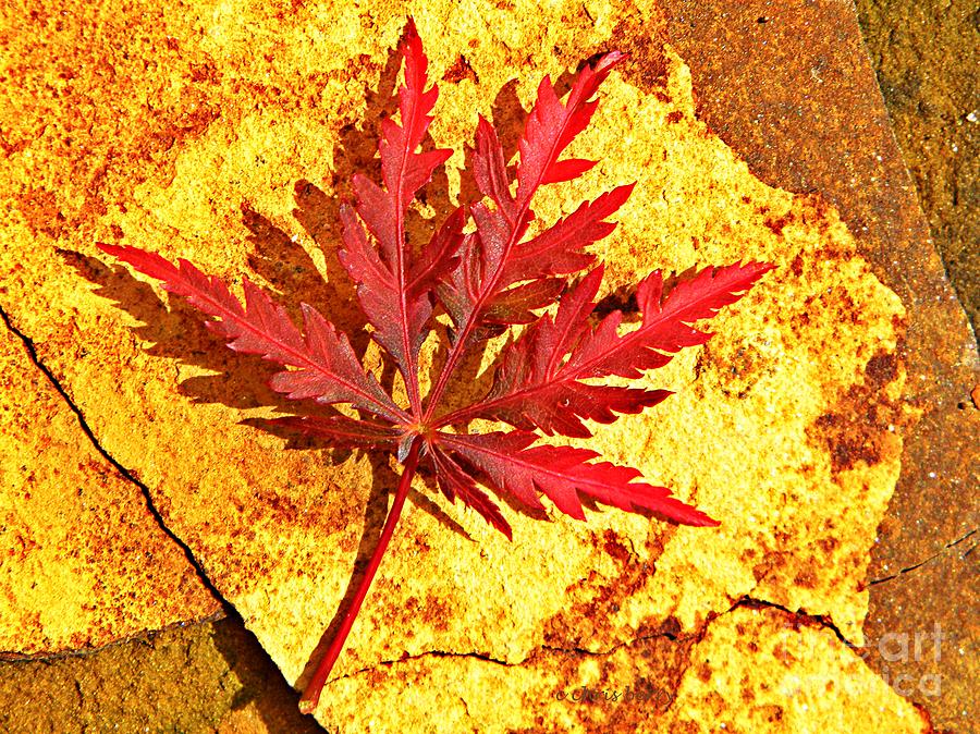Japanese Maple Leaf on Sandstone Photograph by Chris Berry