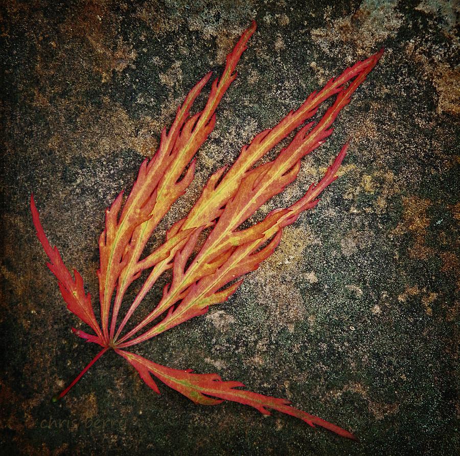 Japanese Maple Leaf on Stone Photograph by Chris Berry