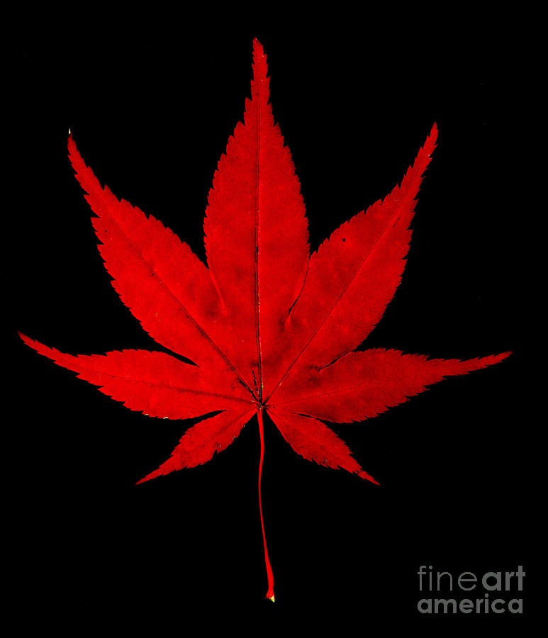 Japanese Maple Leaf Photograph by Scott Camazine