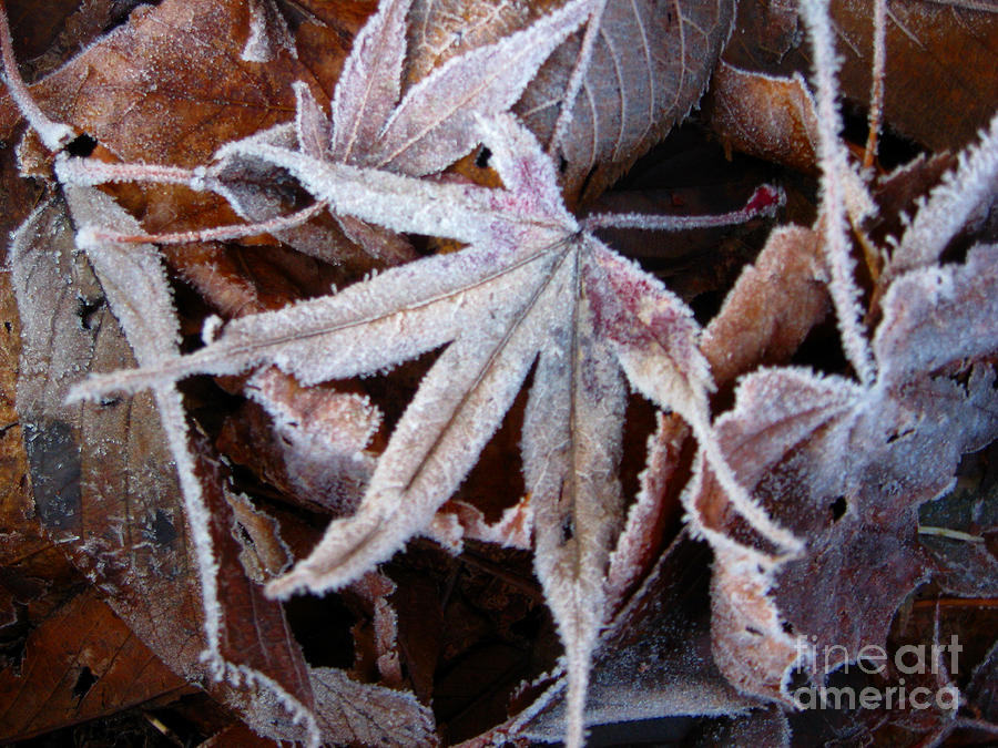 Japanese Maple Leaf with Frost  Photograph by Ellen Miffitt
