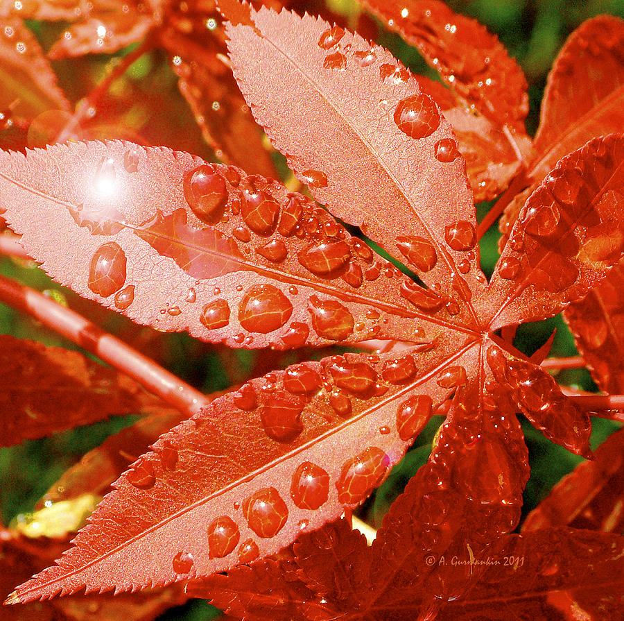 Japanese Maple Leaf with Rain Drops and Sunburst Photograph by A Macarthur Gurmankin