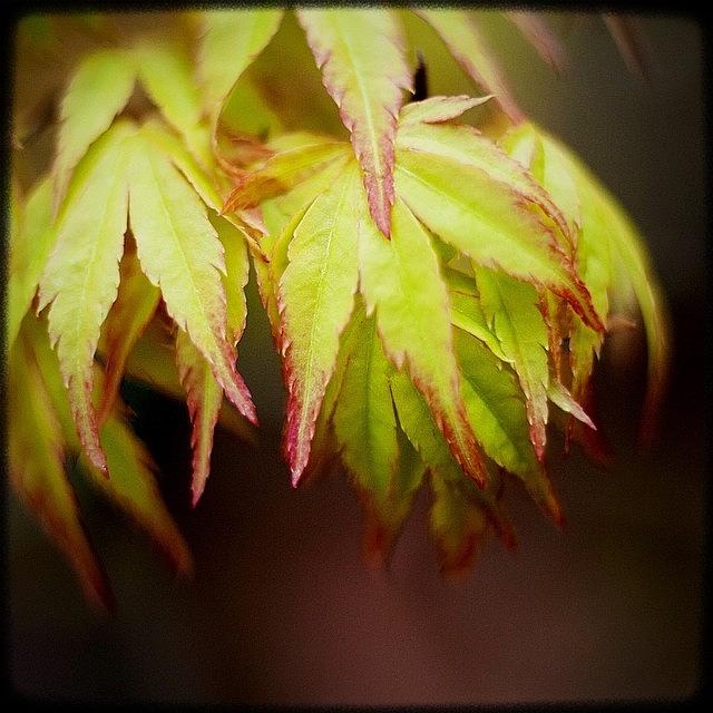 Igers Photograph - Japanese Maple, Leafing Out. Glorious by Kevin Smith