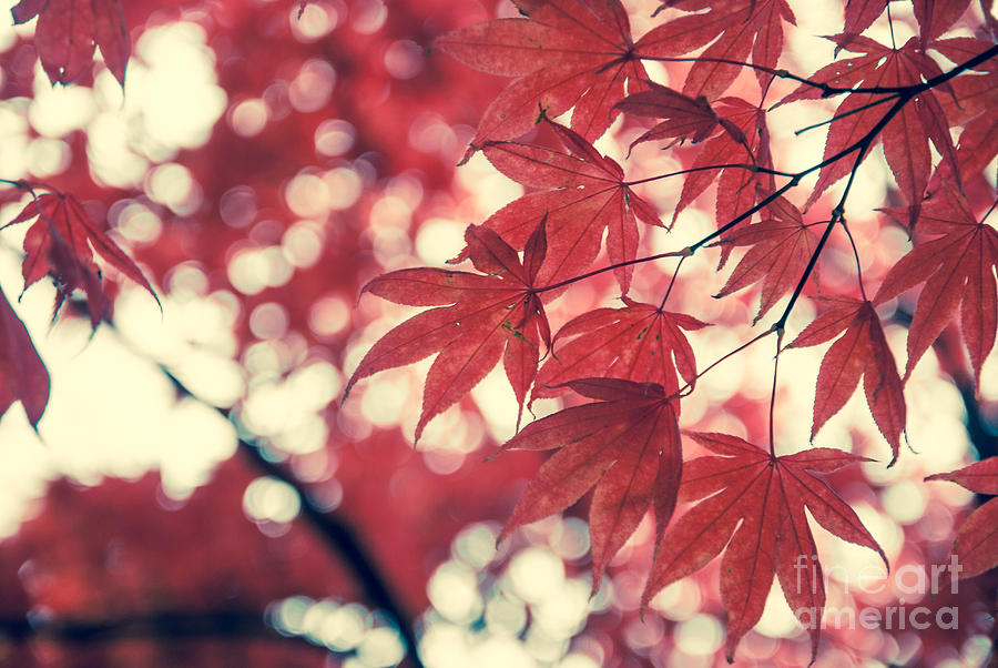 Japanese Maple Leaves - Vintage Photograph by Hannes Cmarits