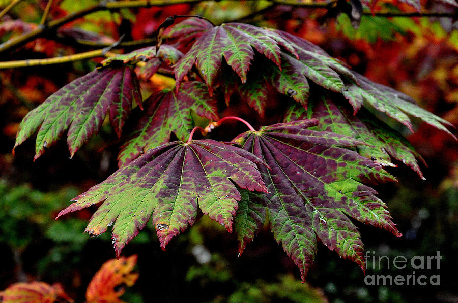 Japanese Maple Leaves 2 Photograph by Tatyana Searcy