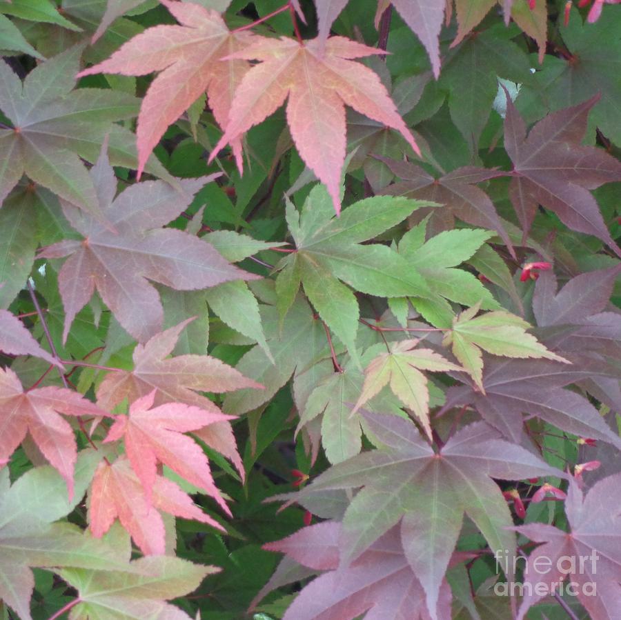 Japanese Maple leaves Photograph by Christina Verdgeline