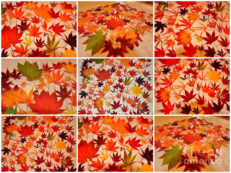 Japanese Maple Leaves Collage  2 Photograph by Tatyana Searcy