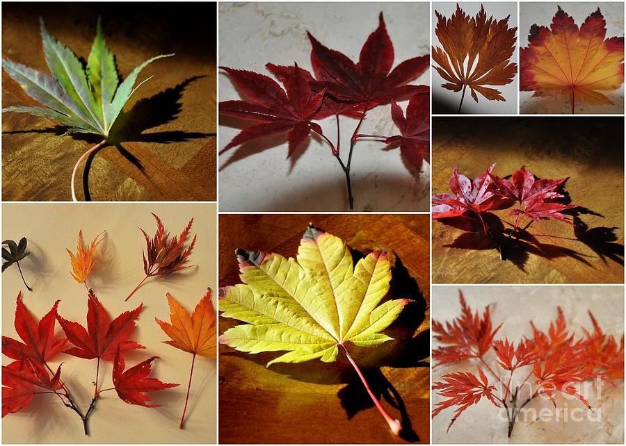 Japanese Maple Leaves Collage Photograph by Tatyana Searcy