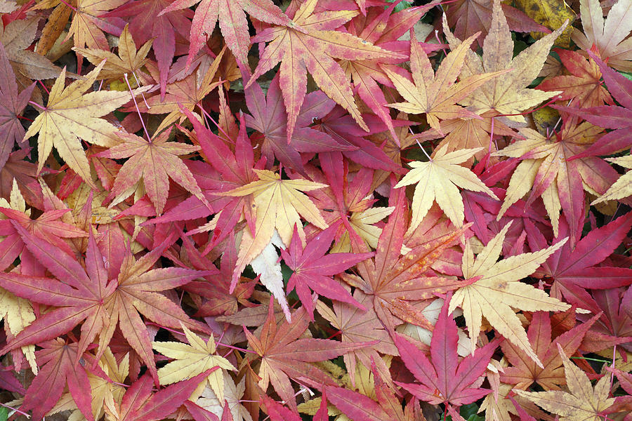 Japanese Maple Leaves In Autumn Photograph by Duncan Usher