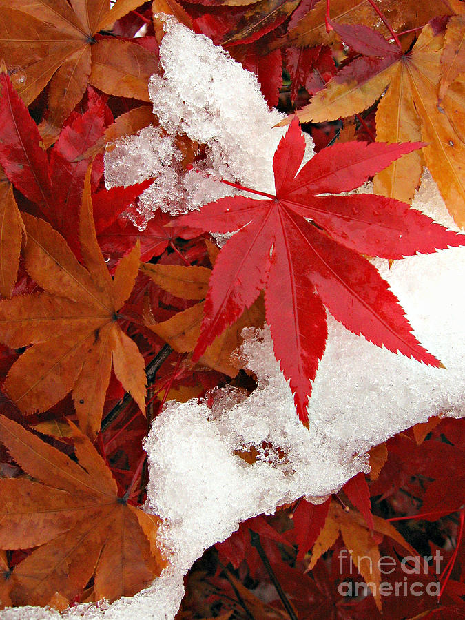 Winter Photograph - Japanese Maple Leaves in Snow by Anna Lisa Yoder