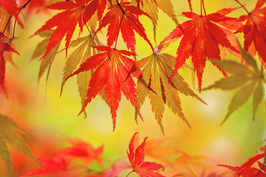 Japanese Maple Leaves Photograph by Jacky Parker Photography