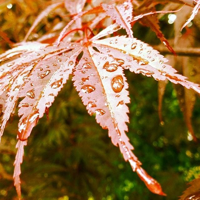 Leaf Photograph - Japanese Maple Leaves by Marianna Mills Leaf Photograph - Japanese Maple Leaves by Marianna Mills