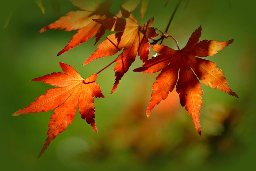 Japanese Maple Leaves Photograph by Nathan Abbott