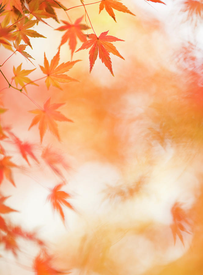Japanese Maple Leaves Photograph by Ooyoo