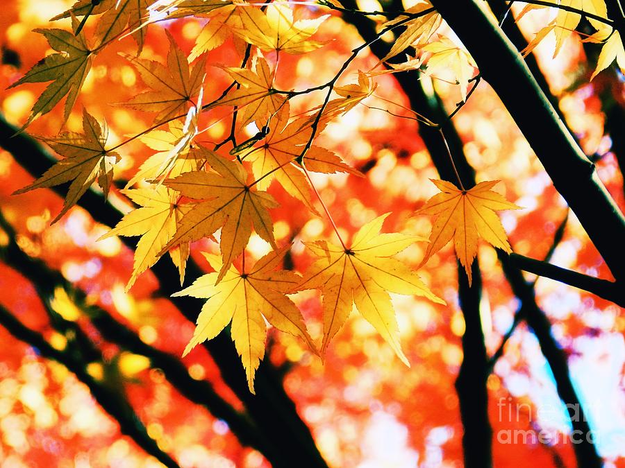 Japanese Maple Leaves Photograph by Sharon Woerner