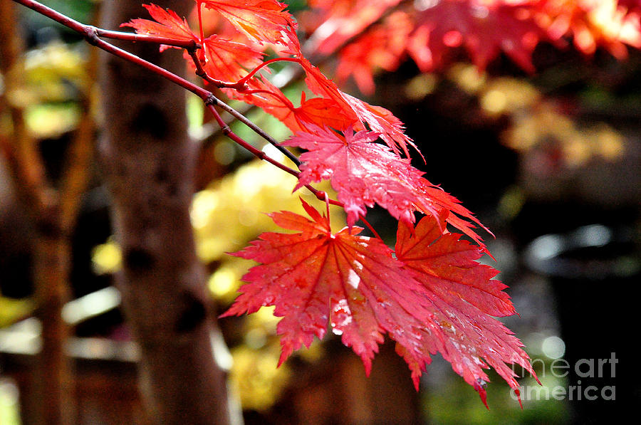 Japanese Maple Leaves Photograph by Tatyana Searcy