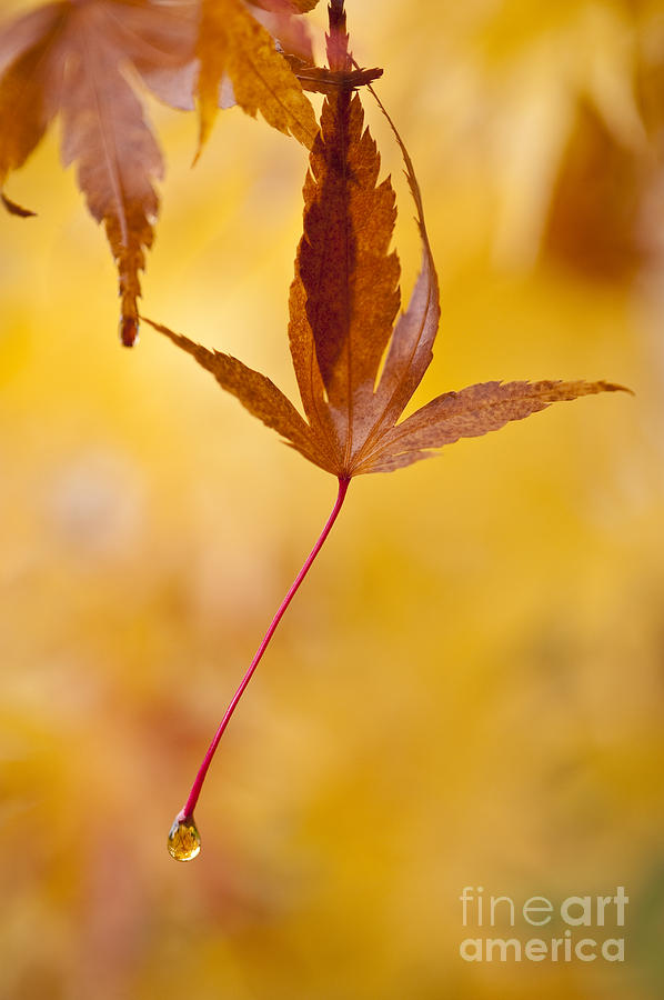 Japanese Maple Leaves with dew drops and Autumn colors Photograph by Jim Corwin