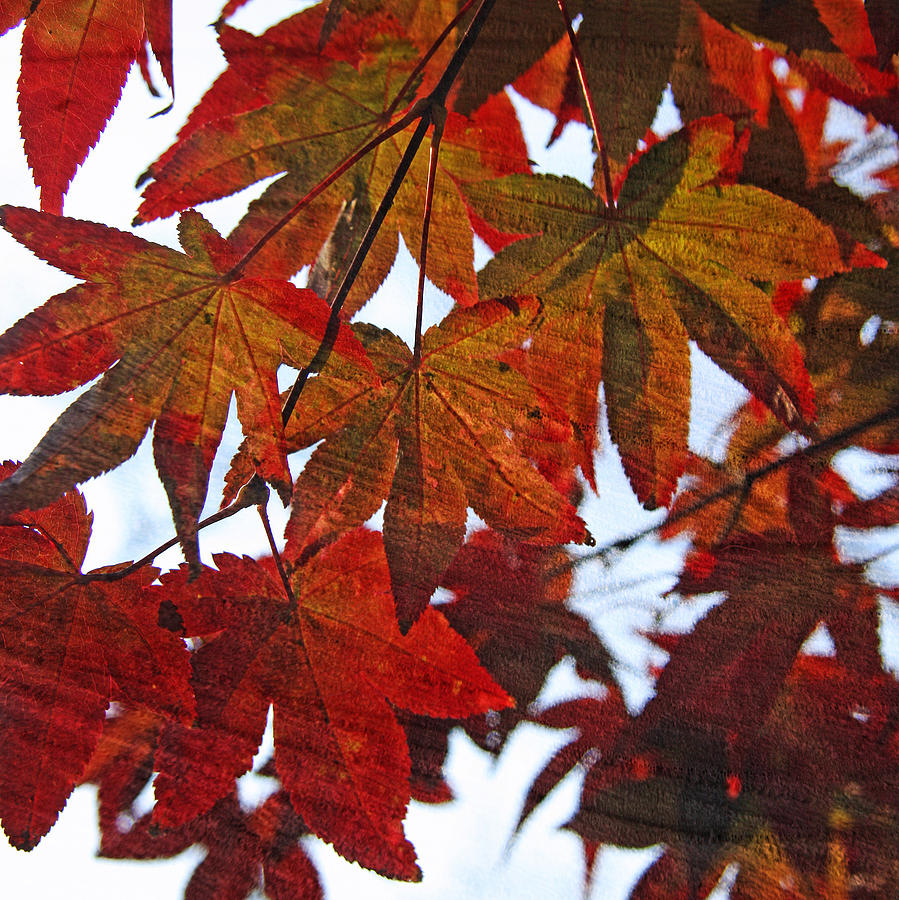 Japanese Maple Leaves with Woodgrain Photograph by Brooke T Ryan