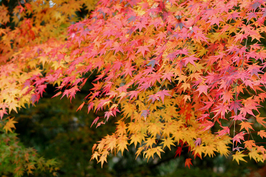 Japanese Maple Photograph by Living Color Photography Lorraine Lynch