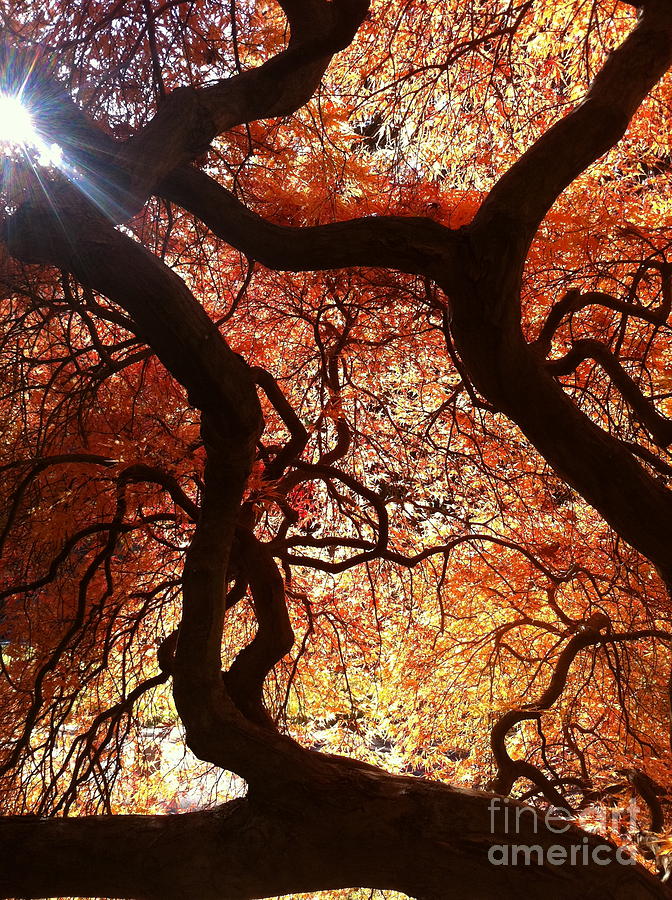 Japanese Maple Photograph by Mark Messenger