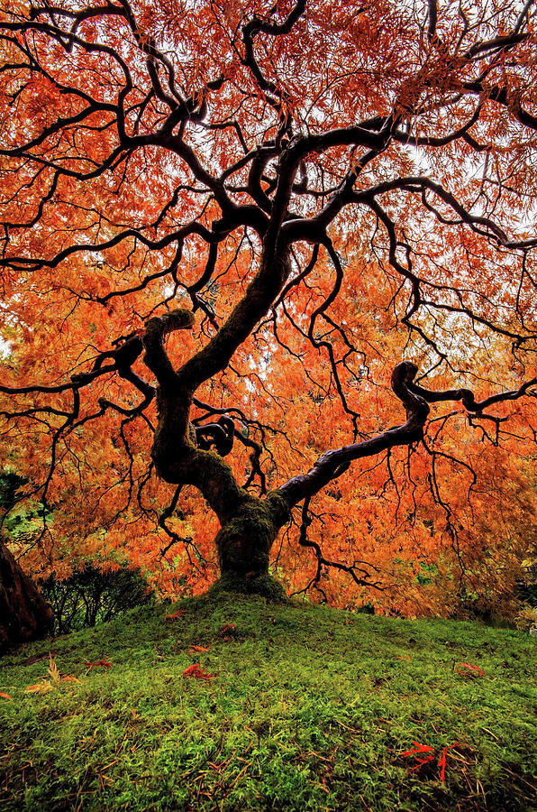 Japanese Maple Photograph by Naphat Photography